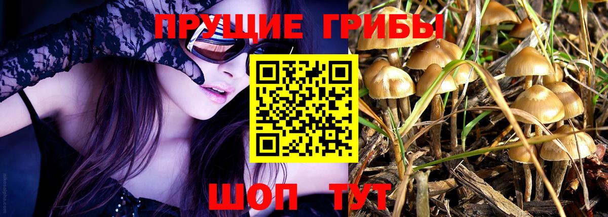 Галлюциногенные грибы Psilocybine cubensis  Вход с VPN  Брянск  Псилоцибиновые грибы мицелий 